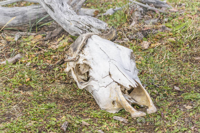 阿根廷巴塔哥尼亚地上的哺乳动物骨头