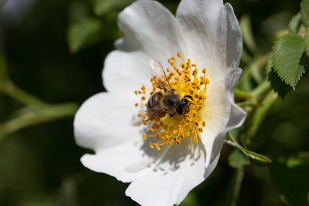 花上的蜜蜂。白花上的蜜蜂