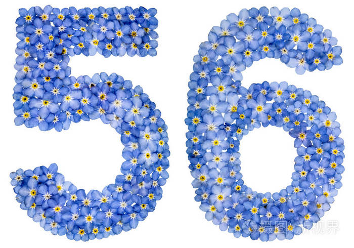 阿拉伯数字56五十六个从蓝色勿忘我花