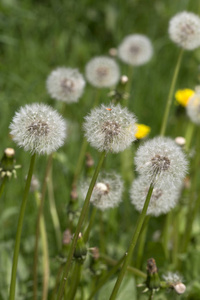 蒲公英在细节