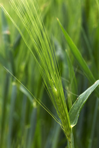 绿色大麦幼穗的细节
