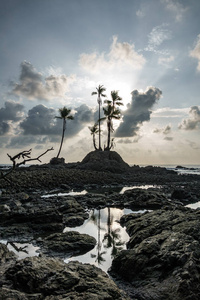 在日落水反射棕榈树剪影图片