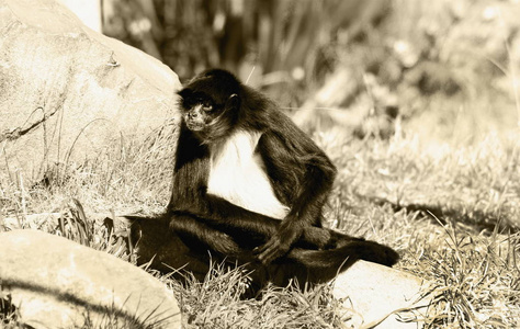 白腹蜘蛛猴(ateles belzebuth)照片