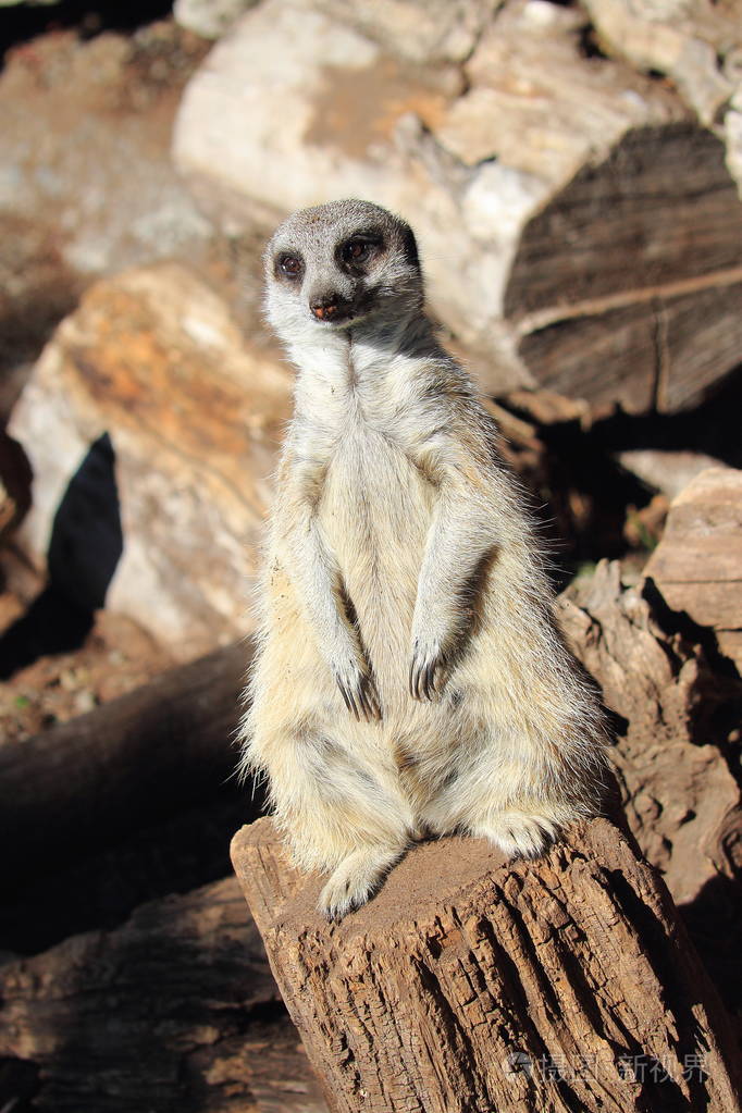 猫鼬suricatasuricatta