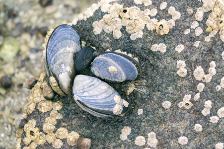 蓝色贻贝附着在岩石上, 有一只水上蜗牛