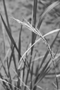 一片稻田谷物栽培的特写图片