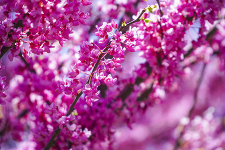 4月风景图片 4月风景素材 4月风景插画 摄图新视界