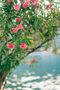 在黑山，亚德里亚海的开花夹竹桃树和