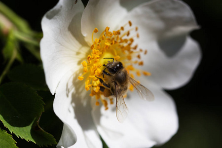 花上的蜜蜂。白花上的蜜蜂