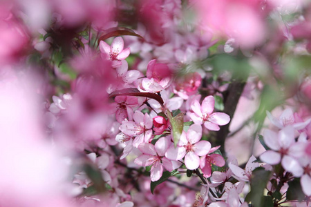 苹果花背景