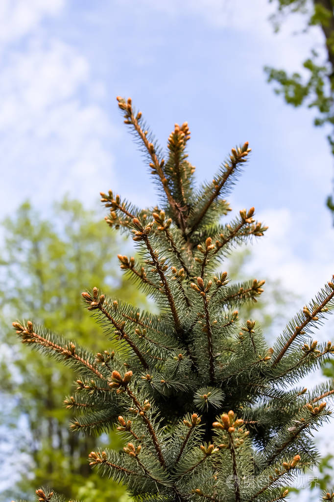 公园里的小树树枝顶着天空