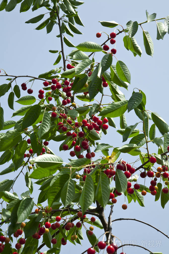 樱桃树在天空背景特写镜头