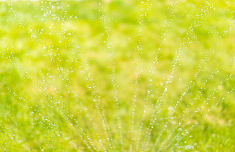 下雨和白菜的花园洒水车