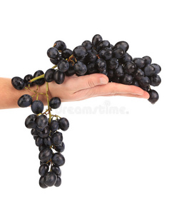 手上的黑熟葡萄枝。
