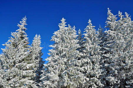 白雪覆盖的云杉和蓝天