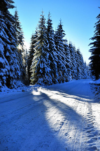 冰雪覆盖云杉的冬季道路