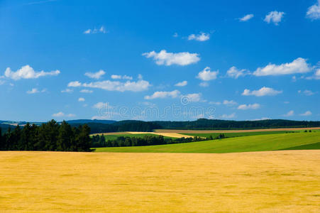 夏季景观