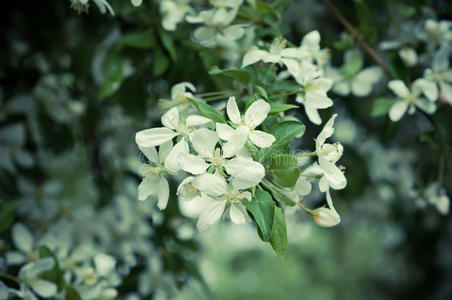 苹果树花