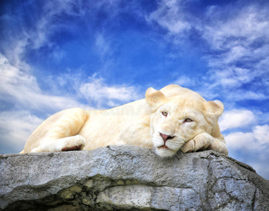 白狮睡在岩石上照片