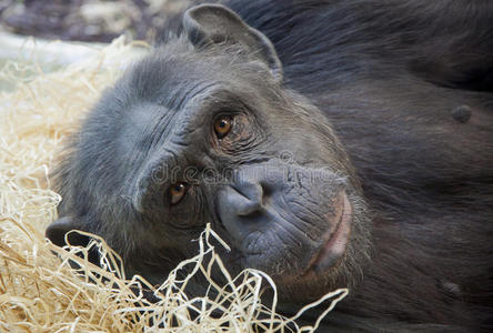 一只年轻黑猩猩的肖像