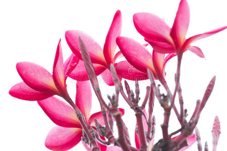 自然 花园 太平洋 盛开 粉红色 美女 春天 树叶 软的