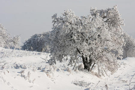 雪下的树