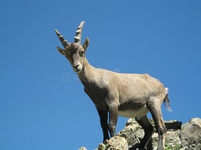 高山野山羊图片