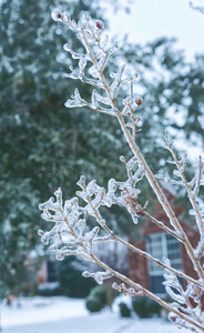 树枝上有霜和冰。