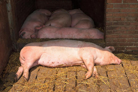 猪肉 荷兰语 谷仓 自然 农业 范围 特写镜头 残忍 哺乳动物