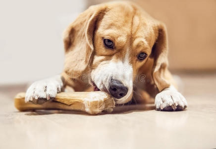 小猎犬啃骨头照片