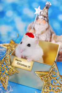 仓鼠圣诞快乐