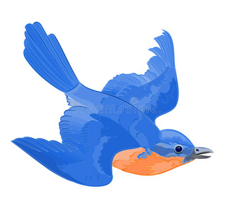 飞行中的小鸟照片