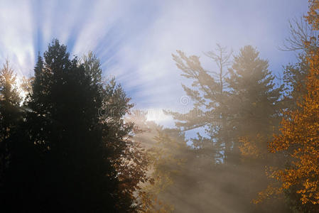 阳光 落下 风景 季节 密歇根州 半岛 美丽的 秋天 荒野
