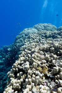 蓝海热带海底硬珊瑚礁