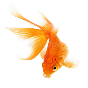 金鱼白底金鱼手拿活河鱼鲤鱼鱼鲢鱼上白色孤立新鲜鱼类与柠檬和孤立在