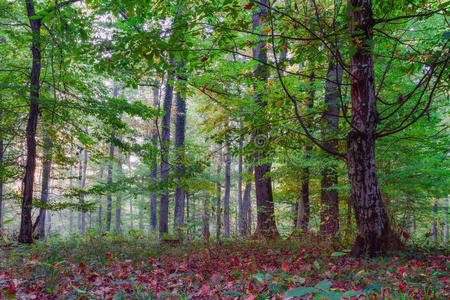 九月下旬欧洲的森林。