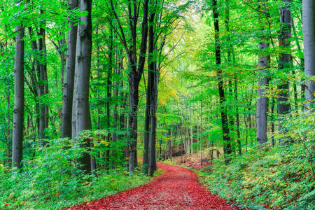 九月下旬欧洲的森林。