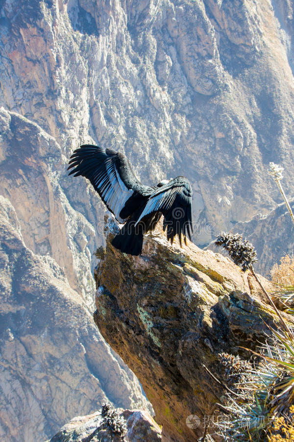 这是一只秃鹰最大的飞鸟照片-正版商用图片0yi5ml-摄图新视界
