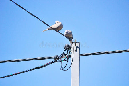 电线和蓝天上的鸽子