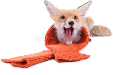 带围巾的狐狸