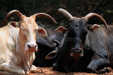 印度牛图片