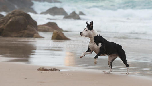 海滩上的斗牛犬