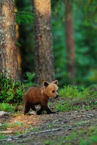 棕熊幼崽散步