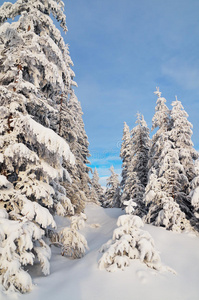 雪山森林