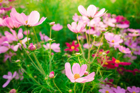 花田背景