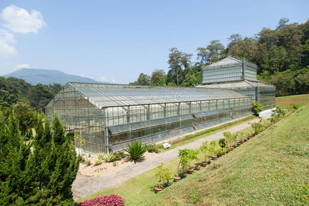 建筑植物栽培图片