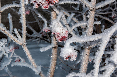 娇柔的玫瑰和柔软的毛茸茸的雪