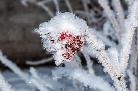 娇柔的玫瑰和柔软的毛茸茸的雪图片