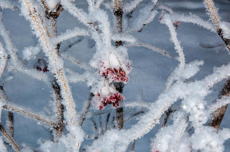 娇柔的玫瑰和柔软的毛茸茸的雪图片