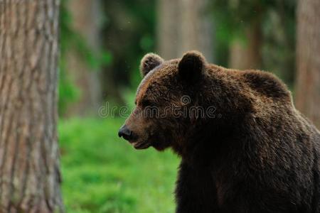 森林里的棕熊